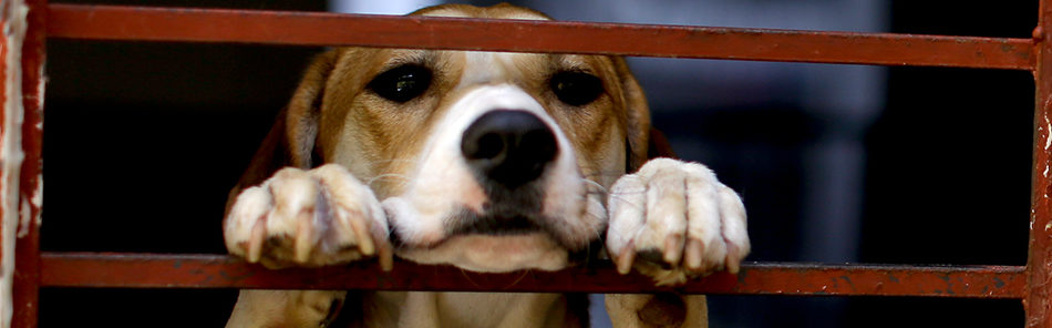 Natacha Pisarenko / AP / picturedesk.com
