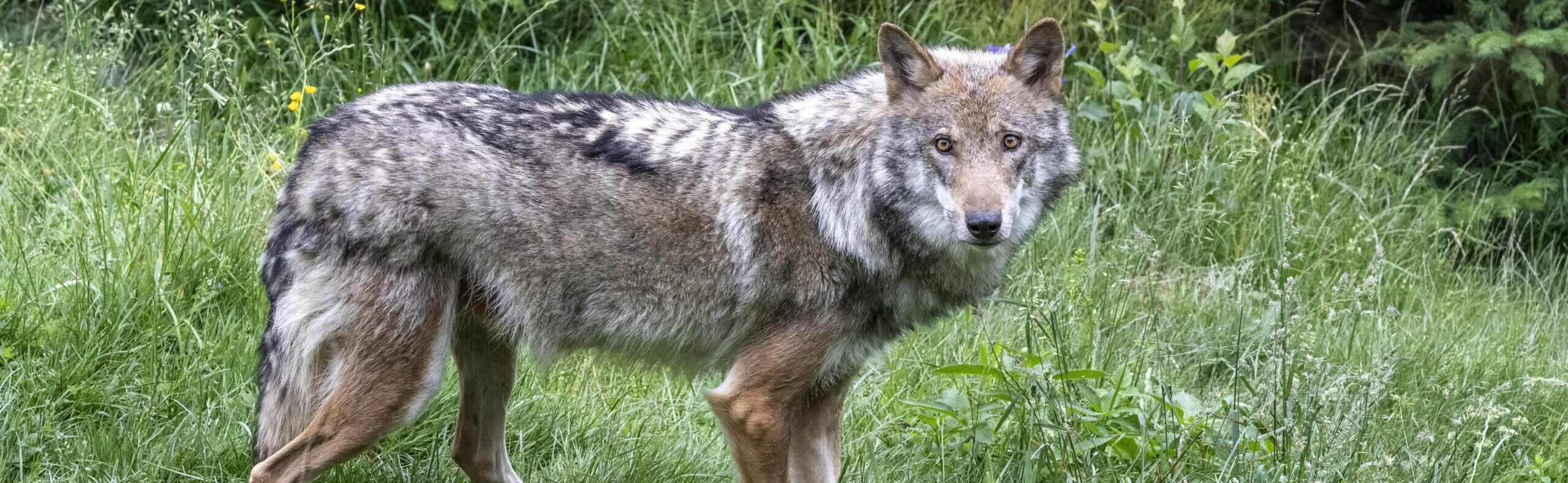 EU lowers protection status of wolves | OTS.at