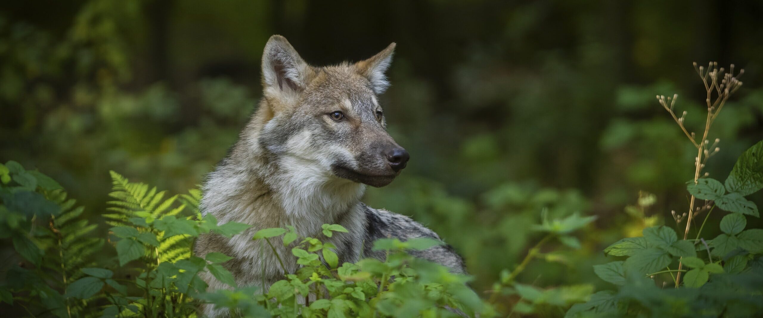 Wolf protection status weakened